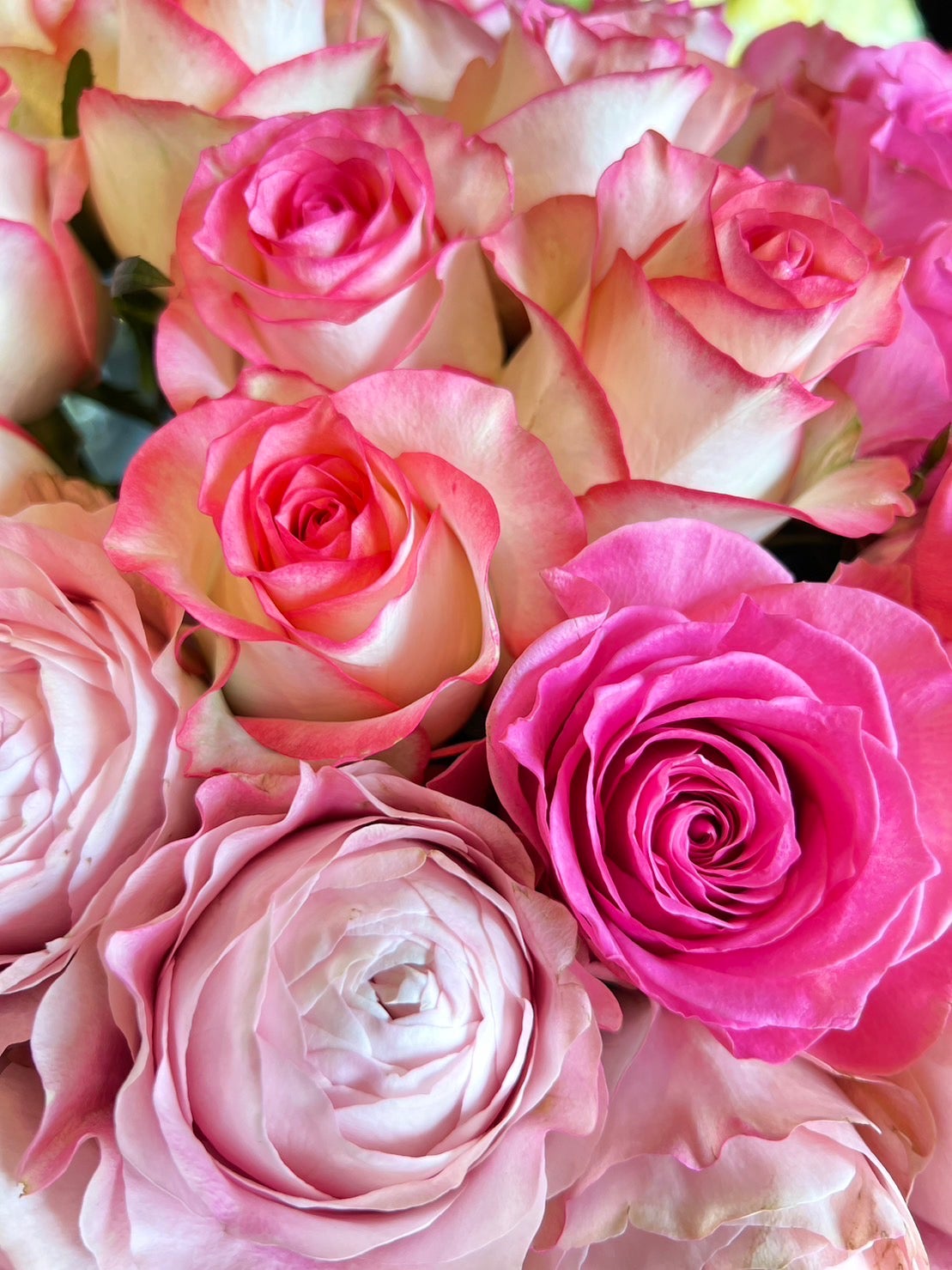 「Pink Rose」テンペラ画 Mandala - Tessa The Finest Flowers